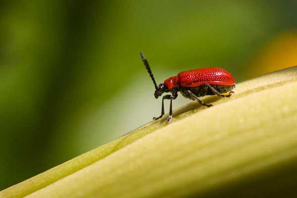 Comment se débarrasser des coléoptères des feuilles dans votre jardin