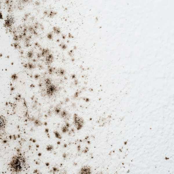 Cómo deshacerse del molde en las paredes del baño