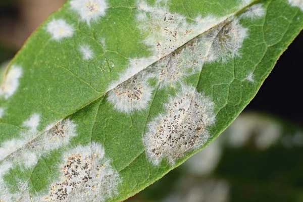 Comment se débarrasser de l'oïdium sur les plantes