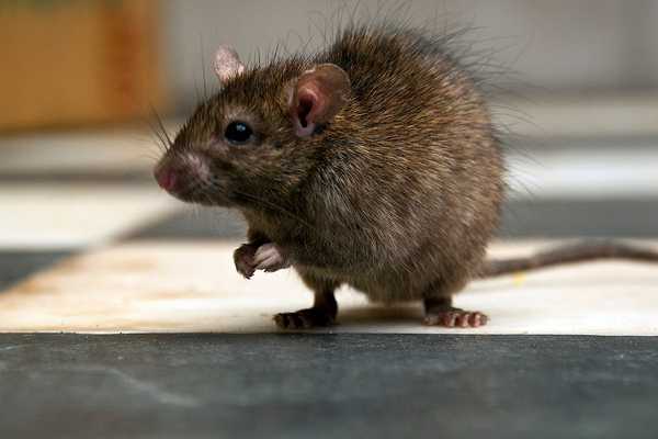 Wie man Ratten im Haus entfernen
