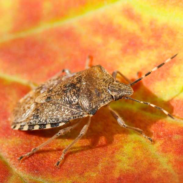 Cómo deshacerse de los insectos apestosos en su jardín