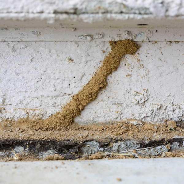 Cómo deshacerse de las termitas
