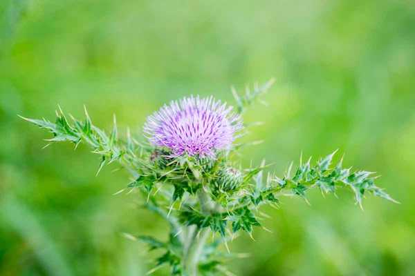 Wie man Thistle -Unkraut endgültig loswerden