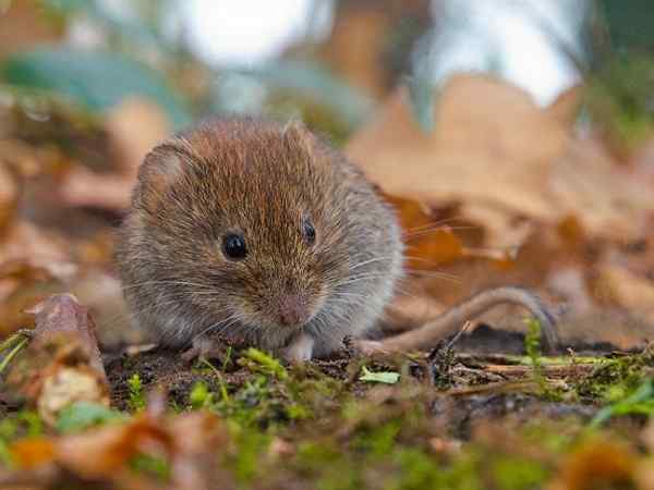 Cara Menghilangkan Voles