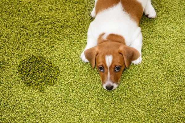 Cómo sacar el olor a orina de la mascota de la alfombra