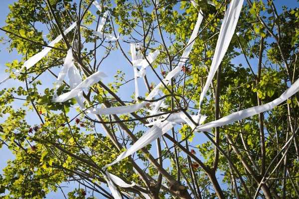 Cómo sacar papel higiénico de los árboles