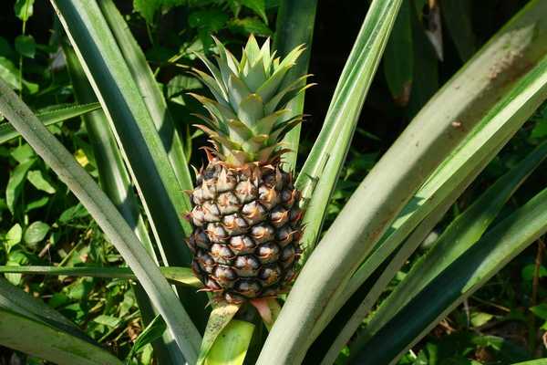 Cara menanam tumbuhan nanas di rumah anda