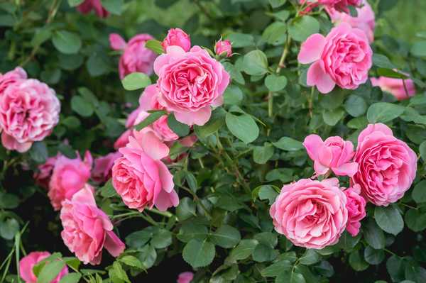 Wie man einen Rosenbusch annimmt