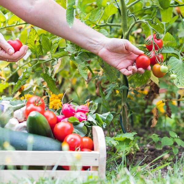 Cómo cultivar un jardín de ensaladas