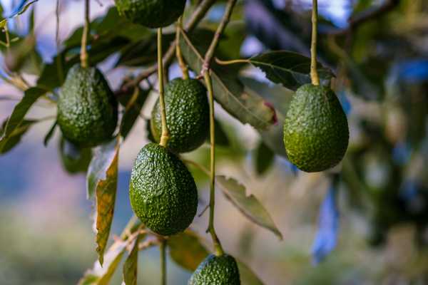 Cómo cultivar un árbol de aguacate