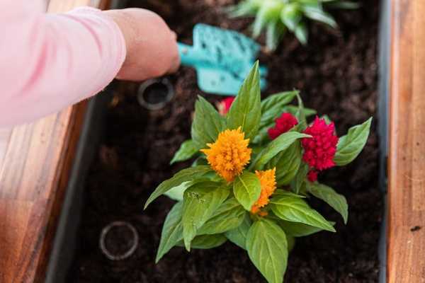 Cara membesar dan menjaga Celosia