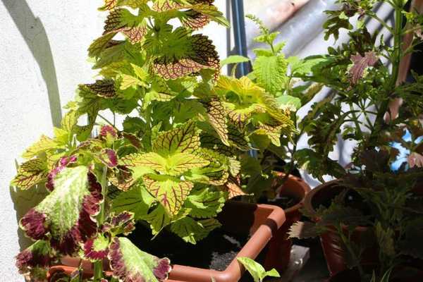 Wie man Coleus wächst und für Coleus sorgt