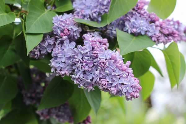 Comment grandir et prendre soin des buissons lilas