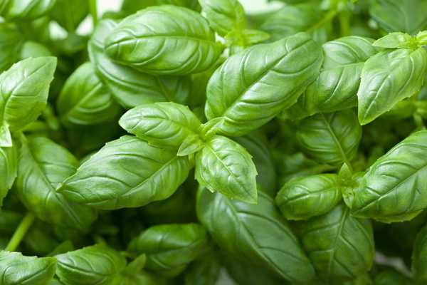 Cara Menumbuhkan Basil