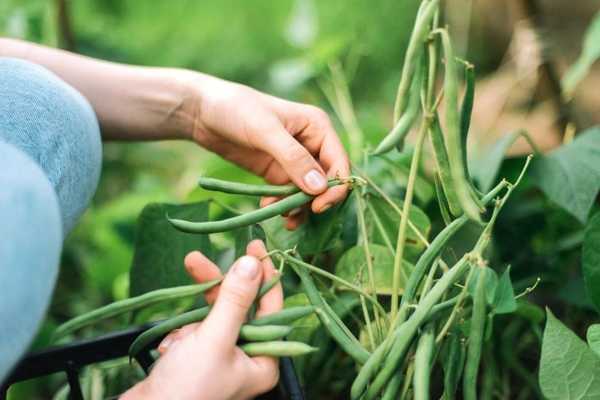 Comment faire pousser des haricots