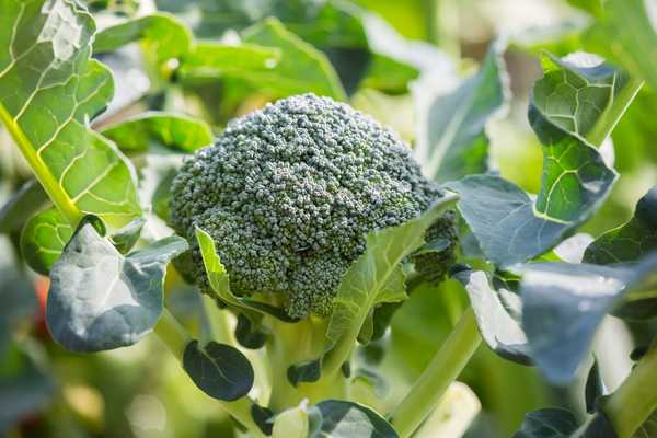 Cómo cultivar brócoli en tu jardín