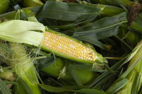 Cómo cultivar maíz en el jardín de su patio trasero