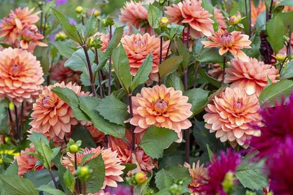 Cómo cultivar dahlias