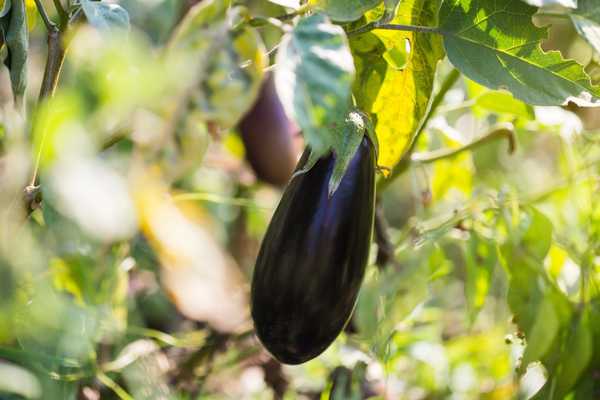 Cómo cultivar berenjenas