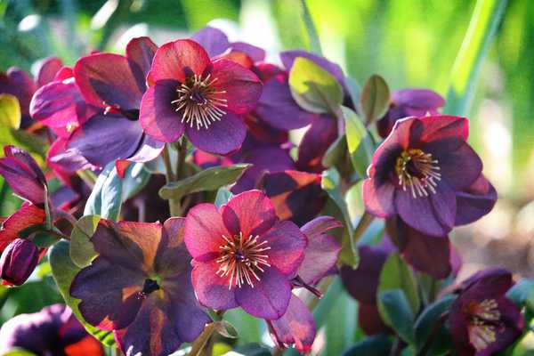 Como cultivar helleboros para flores de inverno