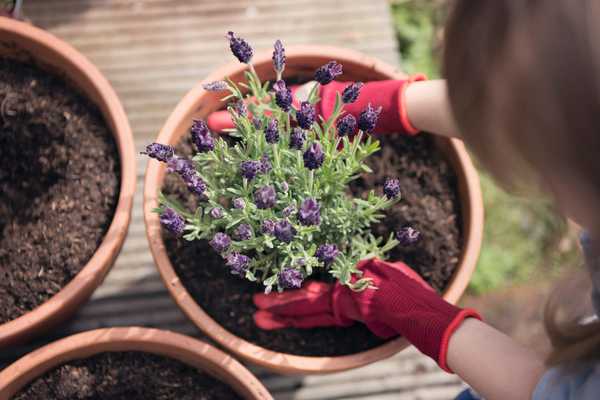 Cara Menumbuhkan Lavender