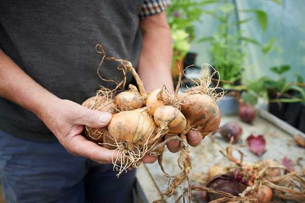 Cómo cultivar cebollas