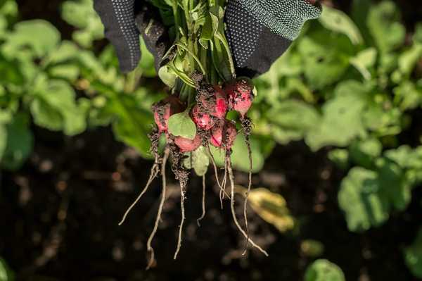 Cómo cultivar rábanos