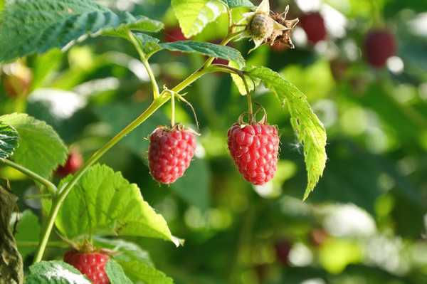 Cara tumbuh raspberi