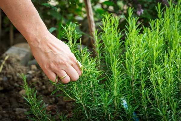 Cara Menumbuhkan Rosemary