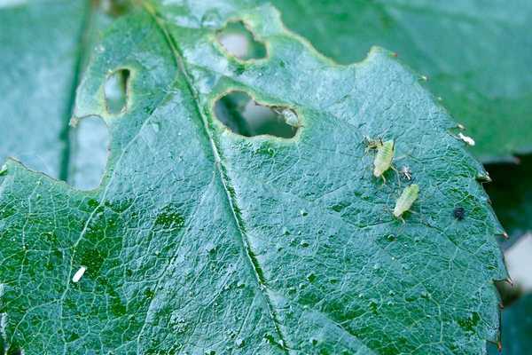 Cara Mengenalpasti dan Menghilangkan Aphids Di Loji Luaran