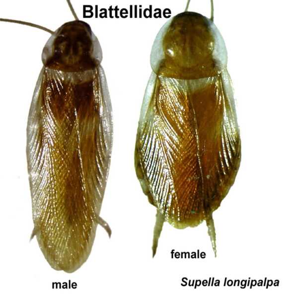 Como identificar e se livrar de baratas de banda marrom