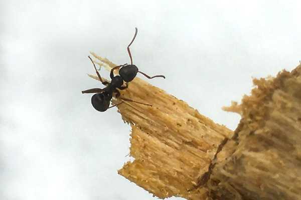 Cómo identificar y deshacerse de las hormigas carpinteras