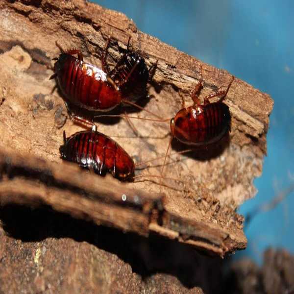 Comment identifier et se débarrasser des cafards de Florida Woods