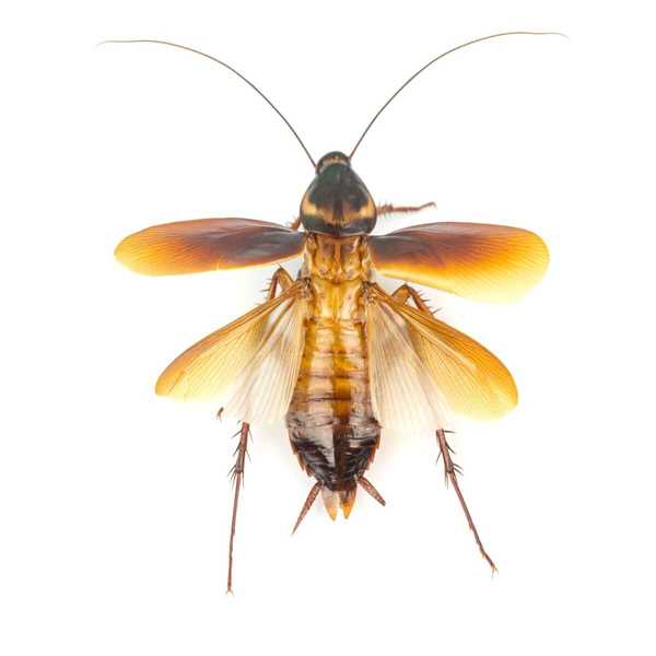 Wie man fliegende Kakerlaken identifiziert und los
