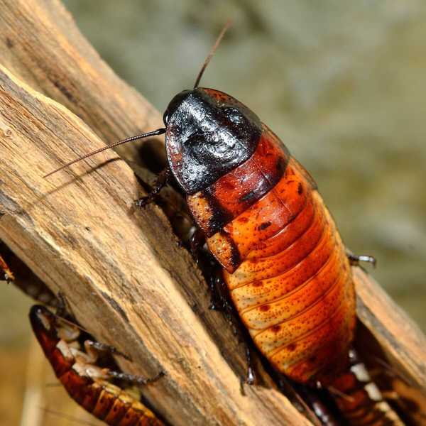 Cómo identificar las cucarachas siseantes de Madagascar