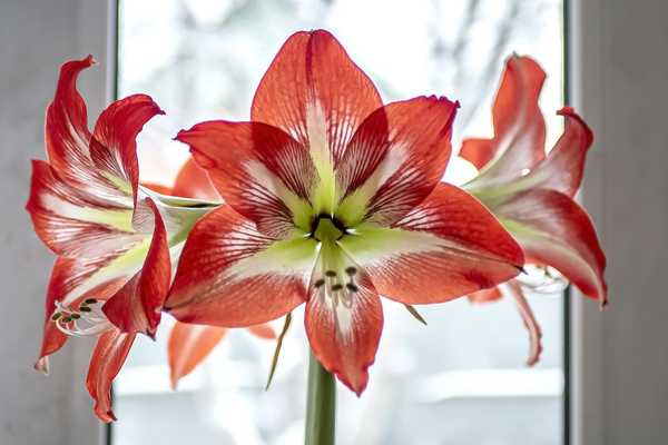 Como manter uma planta Amaryllis viva depois do Natal