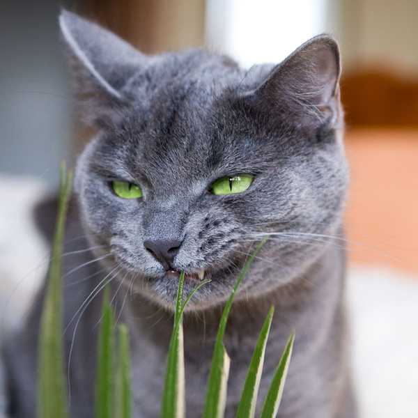 Cómo mantener a los gatos fuera de las plantas