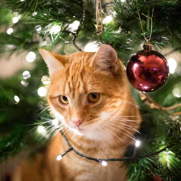 Cómo mantener a los gatos fuera de tu árbol de Navidad