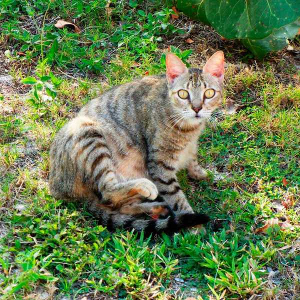 Wie Sie Katzen aus Ihrem Garten fernhalten