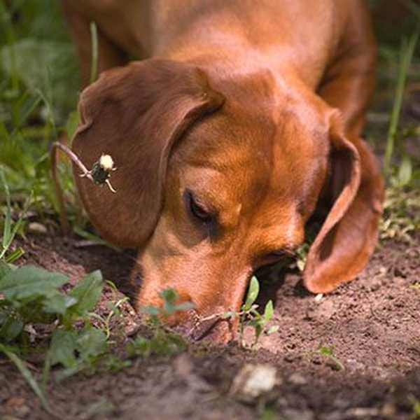 Wie man Hunde aus Blumenbeeten fernhält
