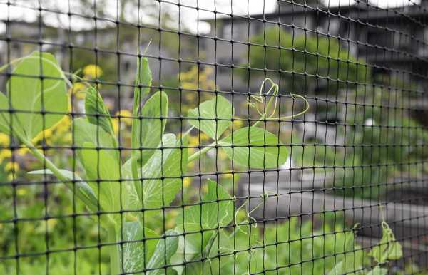 Cara menjaga hama keluar dari kebun Anda dengan kawat mesh