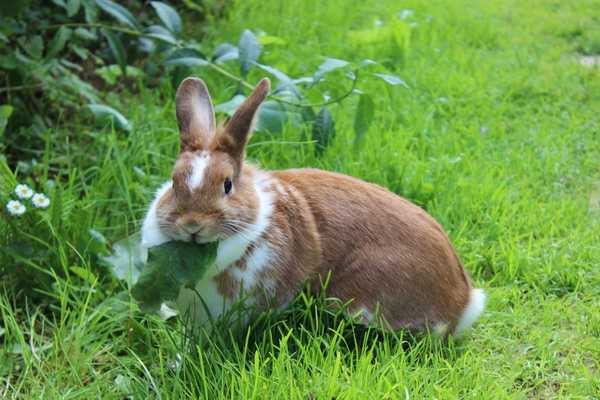 Cara Menjaga Kelinci dari Rumput Anda Dengan Trik Nifty Ini