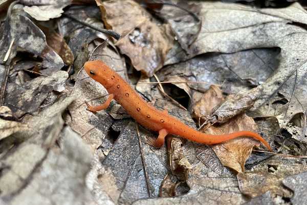 Cómo mantener salamandras fuera de tu casa