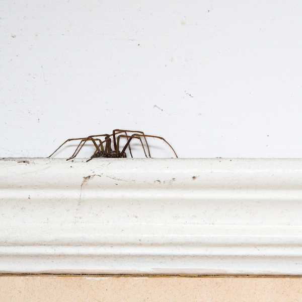 Wie Sie Spinnen aus Ihrem Haus fernhalten