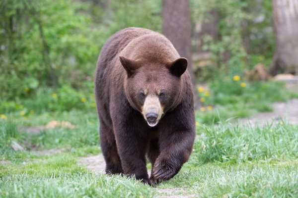 So halten Sie sich und Ihr Zuhause mit tierischen Raubtieren sicher