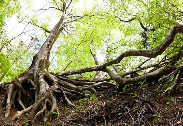 Cara membunuh akar pokok