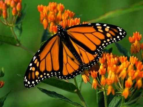 Cómo hacer un jardín de mariposas