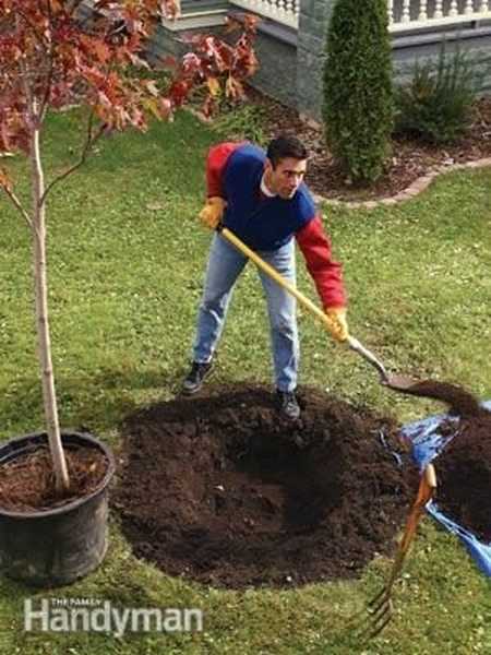 Cara membuat pokok teduh berkembang maju