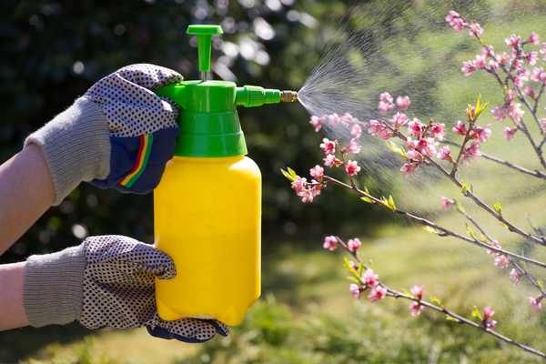 Wie man insektizide Seife herstellt und benutzt