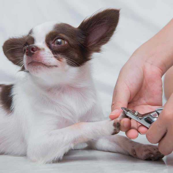 Comment faire courir les ongles de votre chien sans douleur